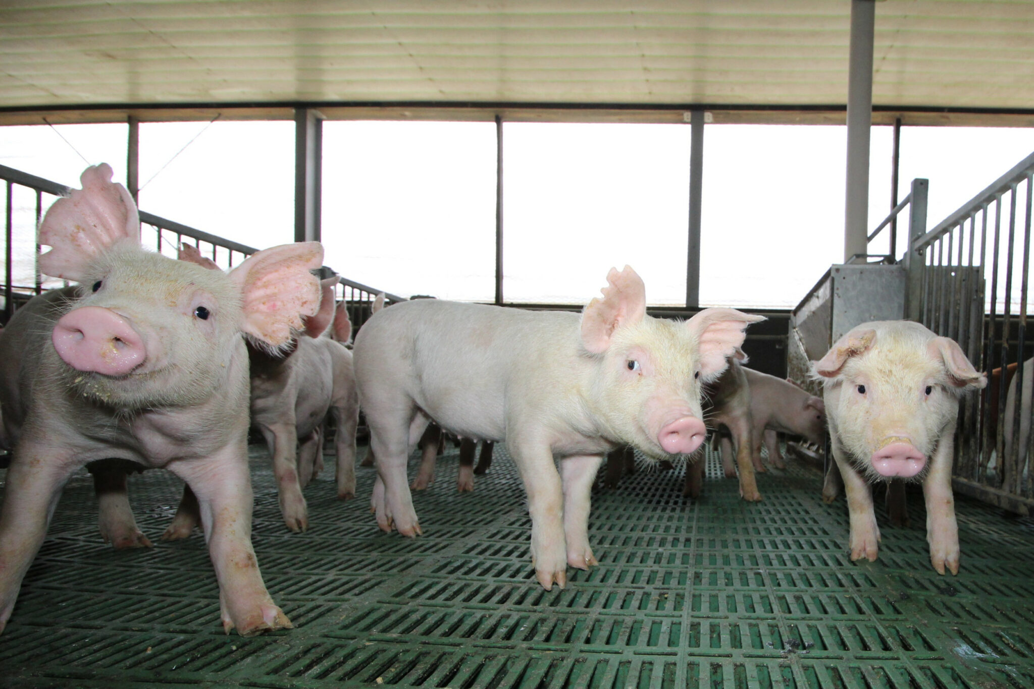 swine flu ph