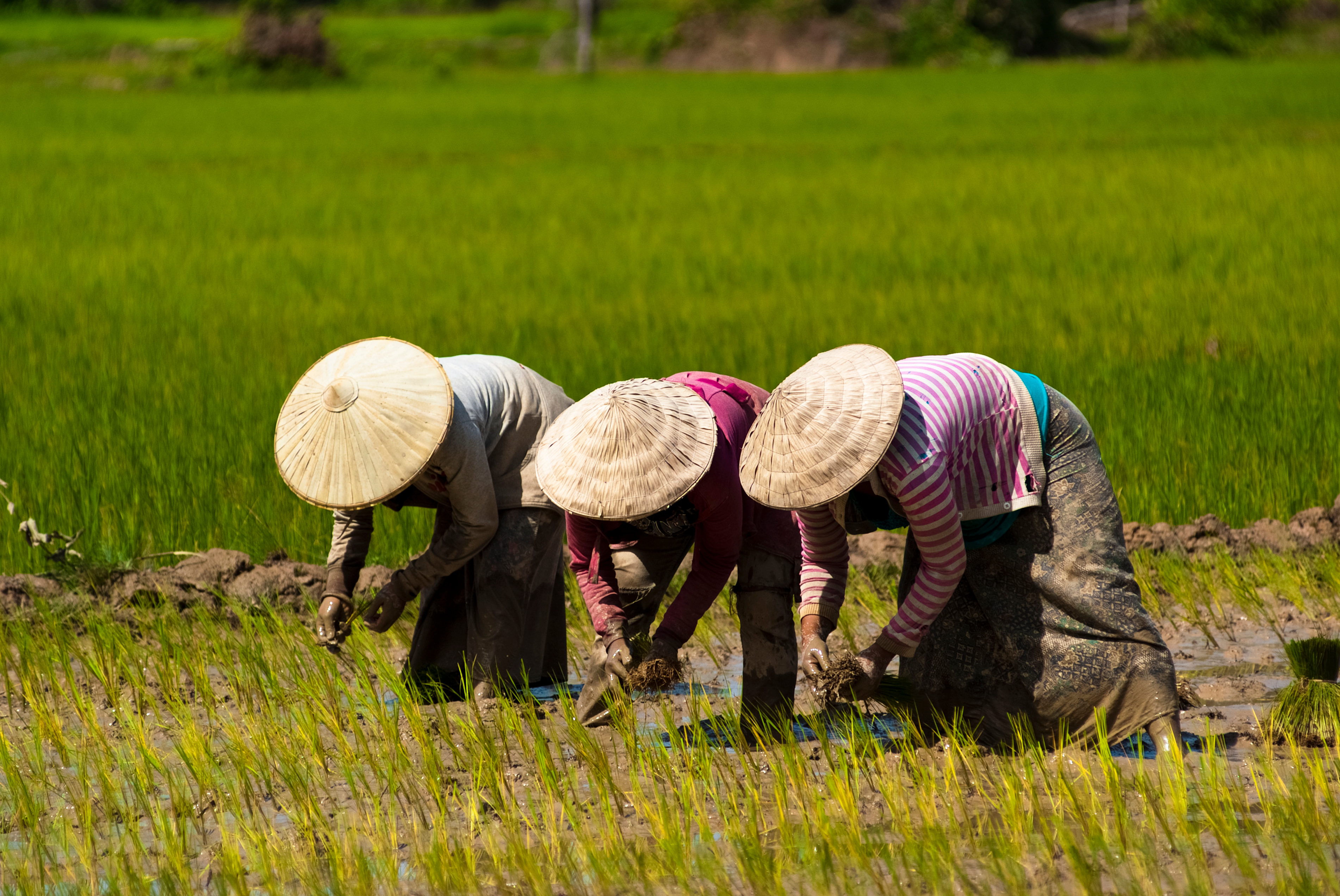 Rice farmers in Laos