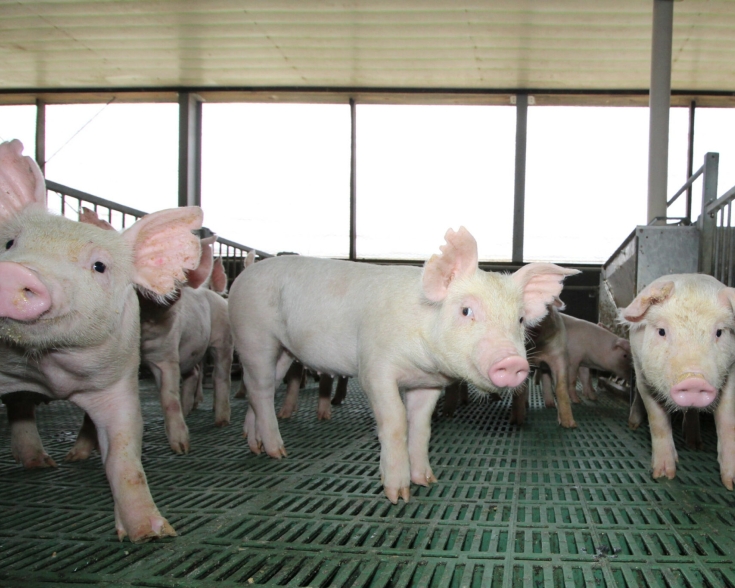 swine flu ph
