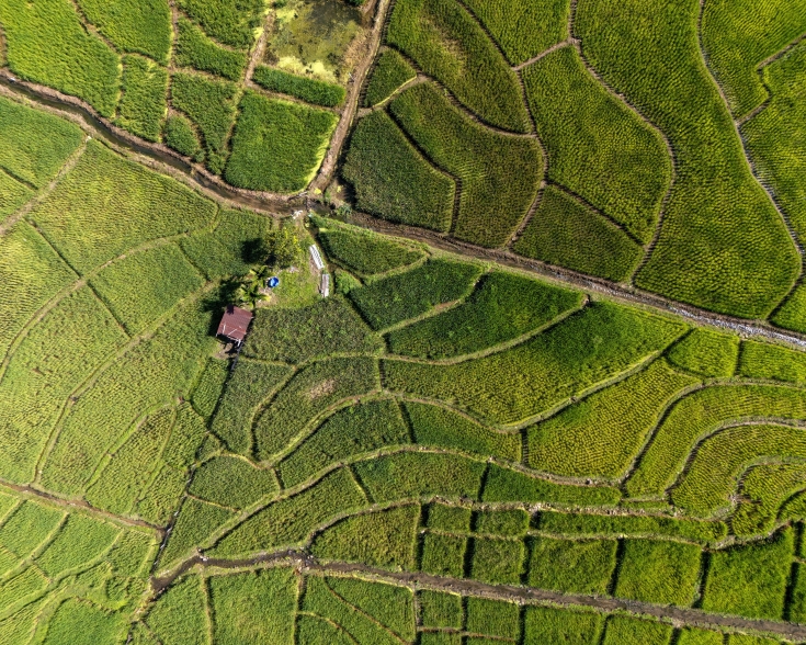 Directly above view of irrigation and paddy field in Ranau Sabah Malaysia