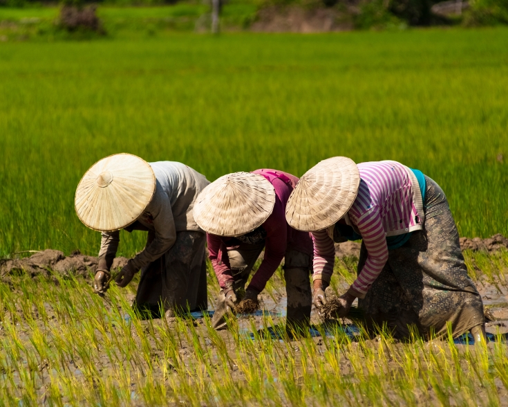 Rice farmers in Laos